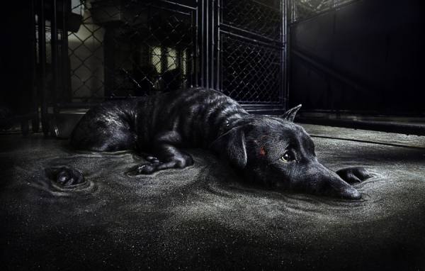 Photograph Nina Marie Rambo Adopt Today on One Eyeland